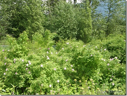 Wild Roses