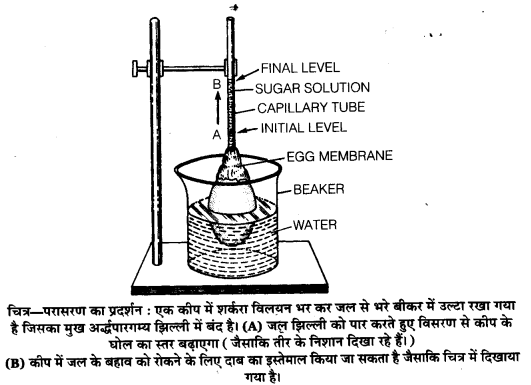 Solutions Class 11 जीव विज्ञान Chapter-11 (पौधों में परिवहन)