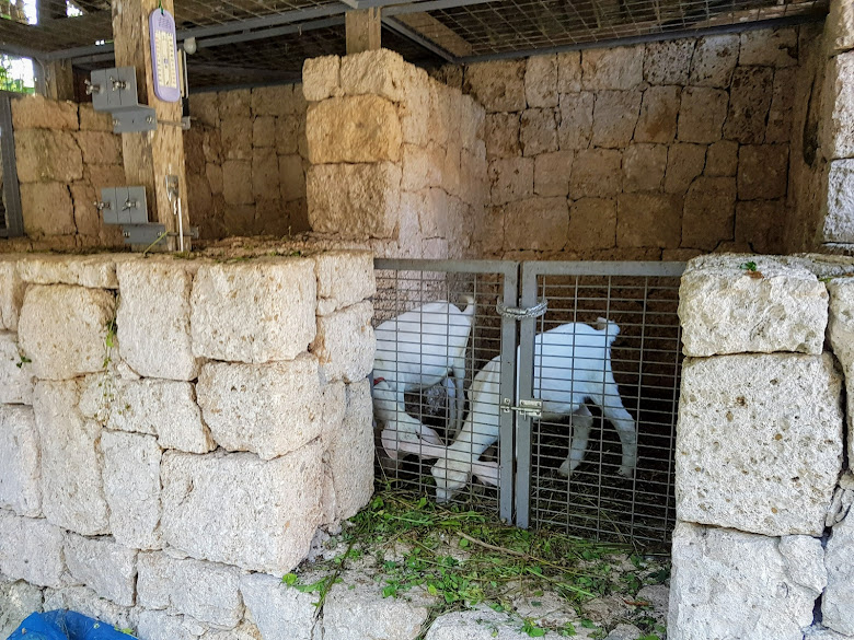 村內養的山羊，好多景點都有養呢