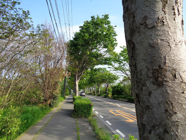 内浜産業道路のケヤキの街路樹