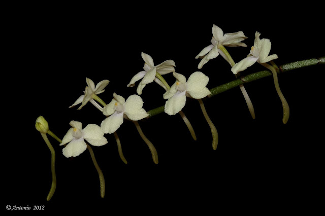 Aerangis citrata