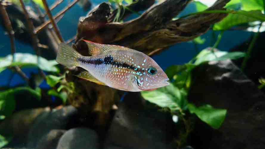 What Are Aquatic Animals Name List And Their Characteristics