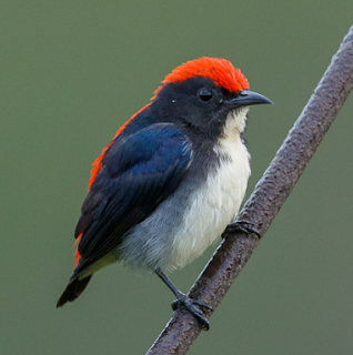 Kicau burung cabai merah mp3