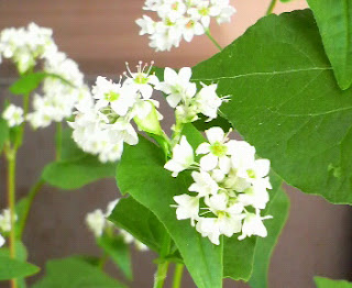 そばの花に実が付きました。