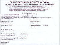Certificat De Bonne Santé Chien Obligatoire