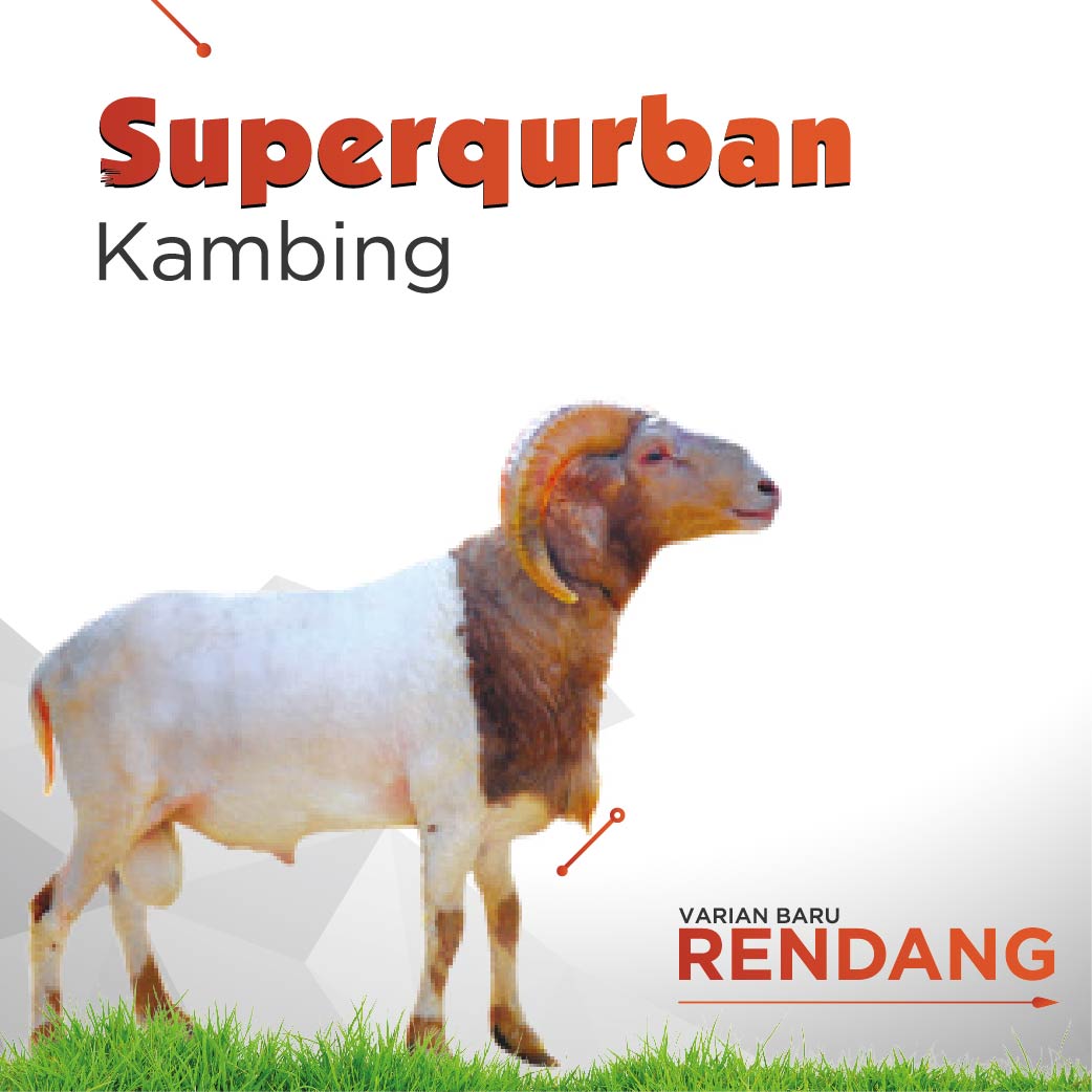 Superqurban Kambing - INVESTASI AKHIRATKU