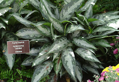 Aglaonema Jubilee care