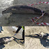 Νεκρό δελφίνι ξέβρασε η θάλασσα στην Ηγουμενίτσα (+ΦΩΤΟ)