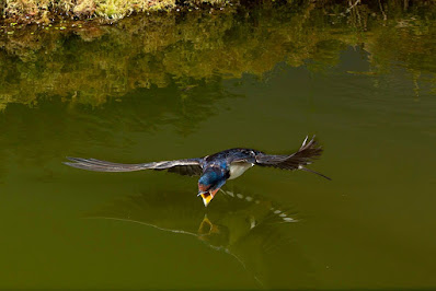 Swallows and insects loved the pond, swallow drinking on the wing