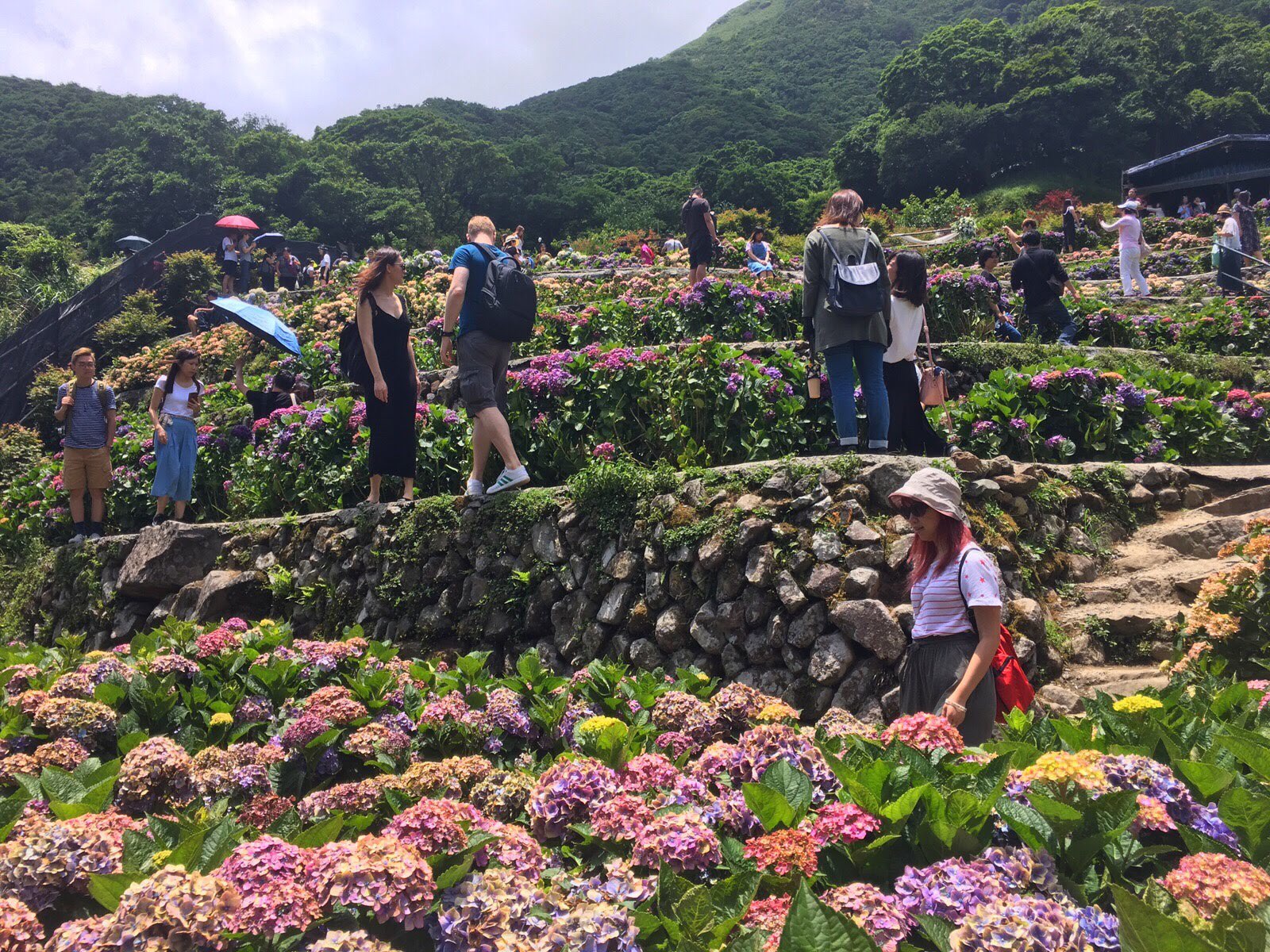 yang ming shan, hydrangea farm, zhuzihu, new Taipei, Taiwan