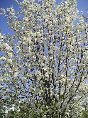 Bradford pear tree in bloom