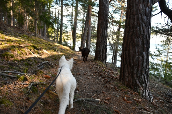 hvit gjeterhund labrador tyrifjorden rytterager lemostangen