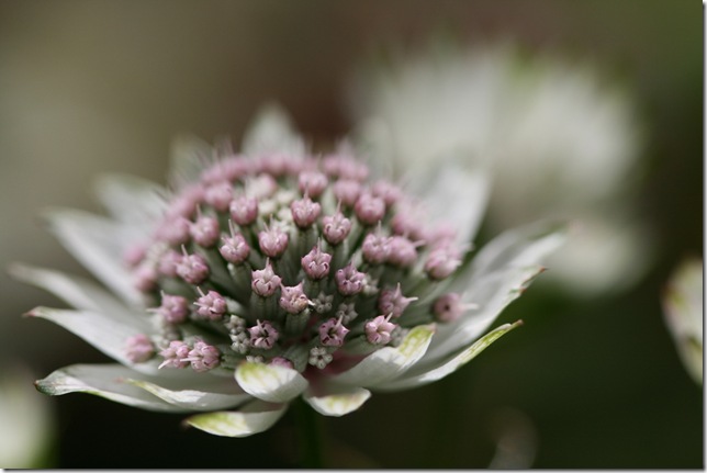 Astrantia