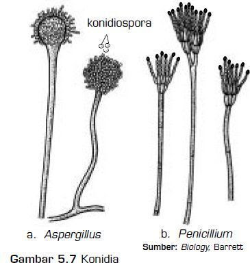 Gambar Kingdom Fungi Struktur Penghasil Spora 