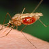 Ελονοσία: Αυτά είναι τα συμπτώματα που πρέπει να προσέχετε – Πώς μεταδίδεται