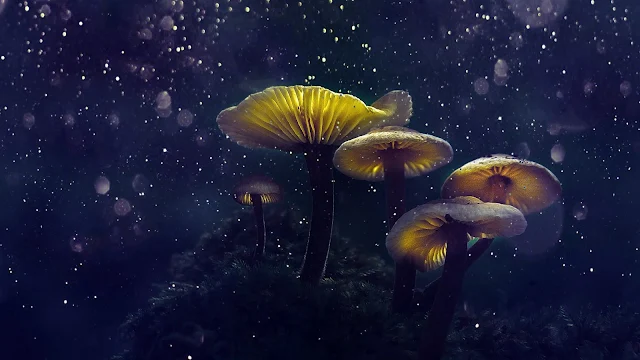 Download Magical Mushrooms Wallpaper, Fantasy Full Hd Images.