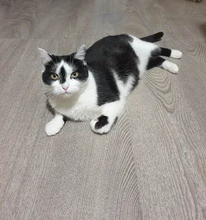 Black and white cat with green eyes called Bella is lying on the floor with her paws under her body.