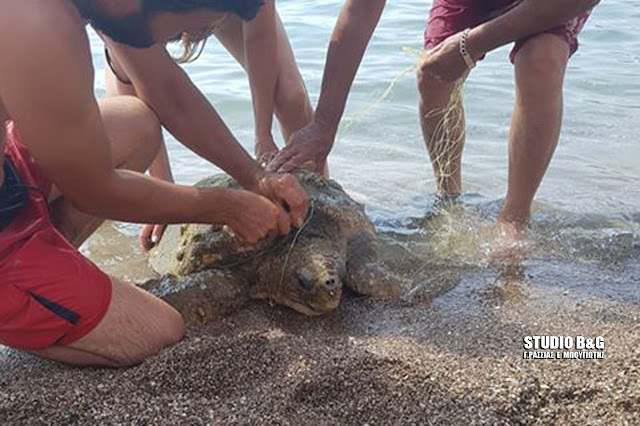 Λουόμενοι διέσωσαν θαλάσσια χελώνα στο Ναύπλιο που είχε μπλεχτεί σε δίχτυα 