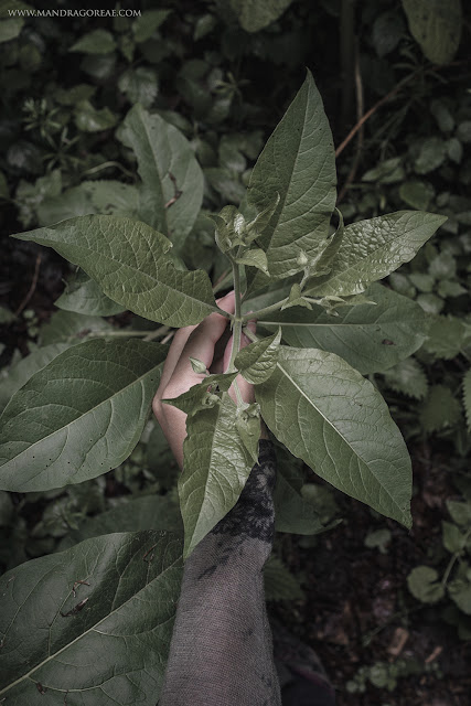 Atropa Belladonna, Deadly Nightshade, Mandragoreae by Victoria Francés