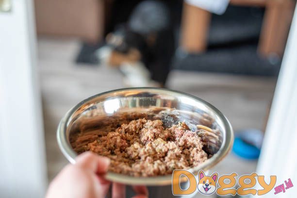 Perjalanan Udara Dengan Anjing Pit Bull Terrier Anda