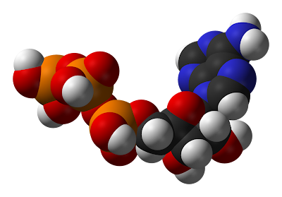 Metabolismo celular