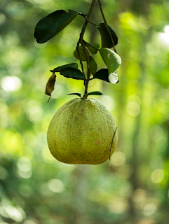 Pomelo