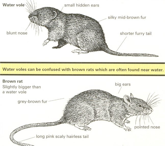 0 942 water vole brown rat