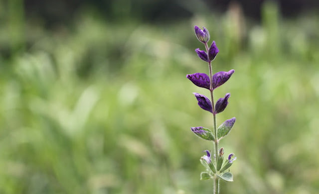 Annual Clary Sage