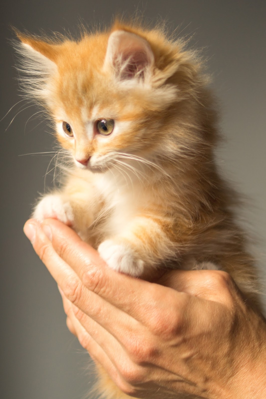 Kumpulan Foto Kucing Lucu Dan Imut Menggemaskan HD Foto Dan