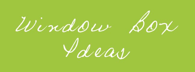 Window Box Ideas