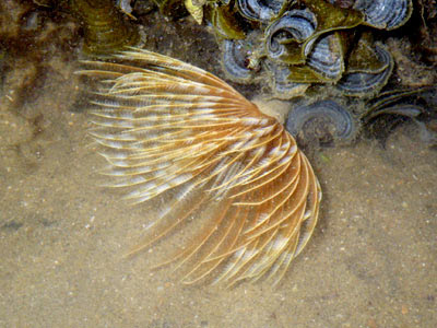 Fan Worm (probably Sabellastarte indica)