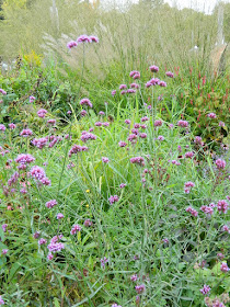 Verbena bonariensis Tall Verbena at the Toronto Botanical Garden's Entry Garden Walk by garden muses--not another Toronto gardening blog