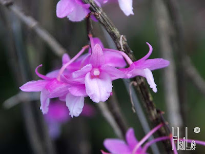 Dendrobium hamatum care and culture