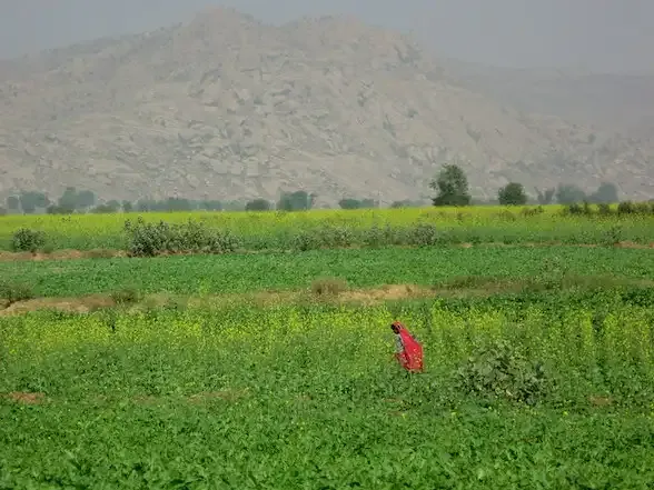 rajasthan farming