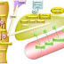 Actualité Sciences:Physiologie du GLP-1 dans l'homéostasie postprandiale du glucose :