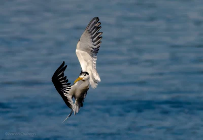 Copyright Vernon Chalmers: Birds in Flight Photography Canon EOS 7D Mark II - Woodbridge Island Cape Town