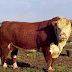 GAMBAR SAPI HEREFORD 6