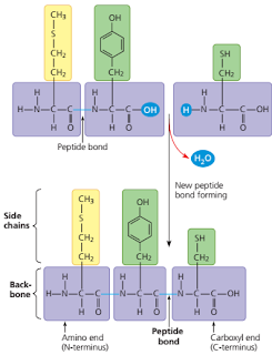 Pembentukan polipeptida, reaksi dehidrasi pada pembentukan polipeptida, ujung amino (N-terminal), ujung karboksil (C-terminal)