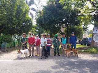 Menerapkan Pajak Anjing Tradisi Berburu Babi Untuk Masyarakat Minang Yang Menimbulkan Perang