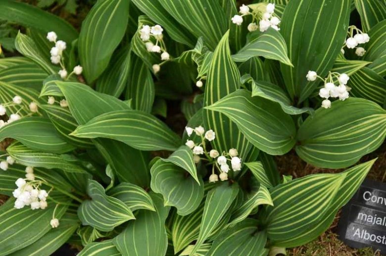 Convallaria majalis 'Albostriata'