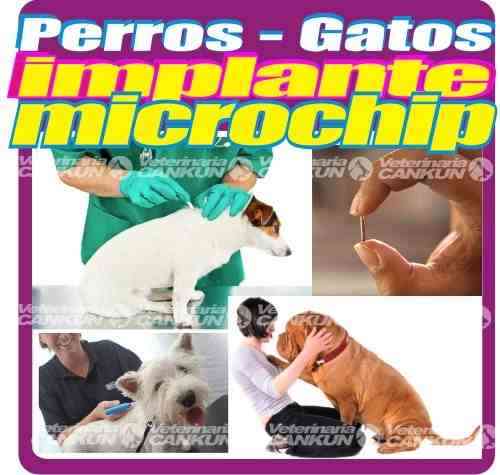 Veterinaria Llano Grande Quito Ecuador Aplicacion Chip Microchip