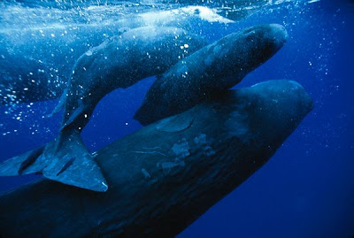 Sperm Whales - Save Animals