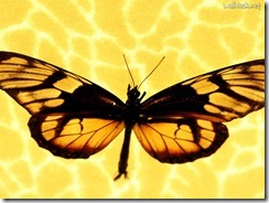 OURO LISO