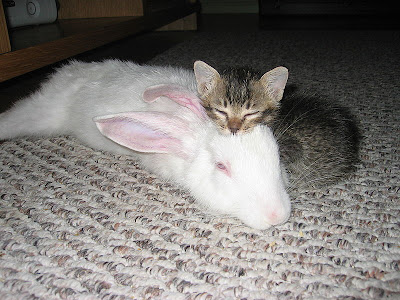 Cute Puppies And Kittens Sleeping. puppies and kittens sleeping