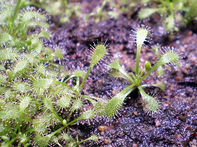 Drosera capensis kapmaankihokki