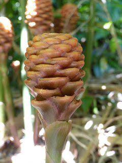 Zingibéracées observées à la Réunion