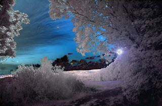 night blue sky glimpsed through snow covered trees