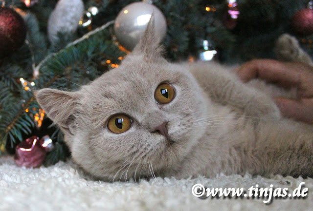 Kitten Britisch Kurzhaar fawn 