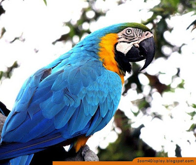 macaw Parrots
