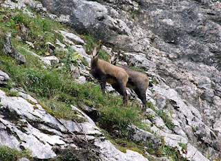 chamois